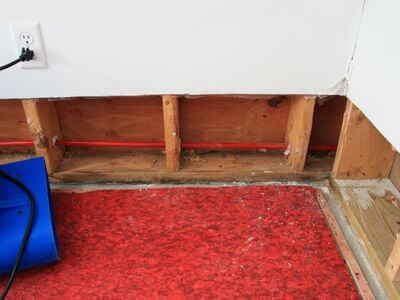 Professional black mold removal services in Beverly Hills